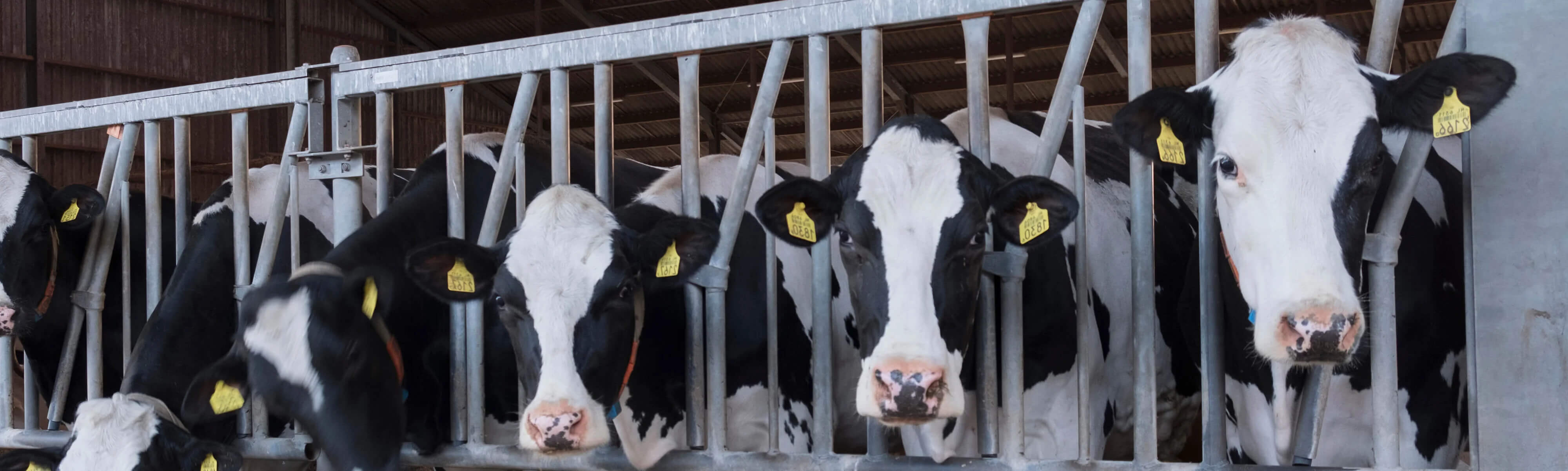 Belangrijkste Eisen In De Melkveehouderij! Ben Jij Geschikt Als Monteur?